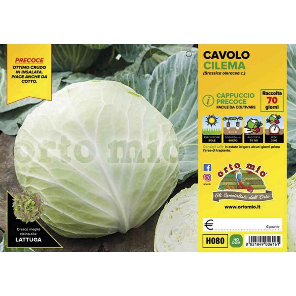cavolo-cappuccio-cilema-8021849006161