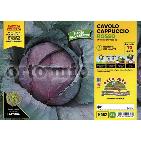 cavolo-cappuccio-red-jewel-8021849006208