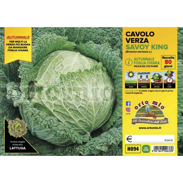cavolo-verza-savoy-king-8021849006338