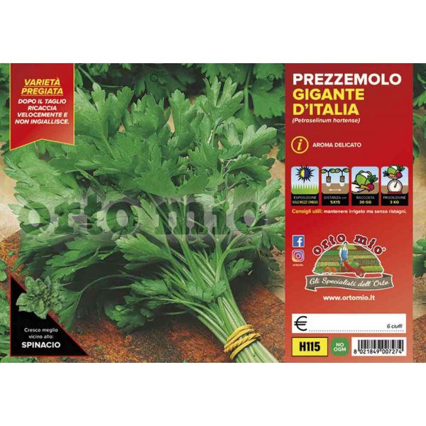 prezzemolo-gigante-d'italia-8021849007274