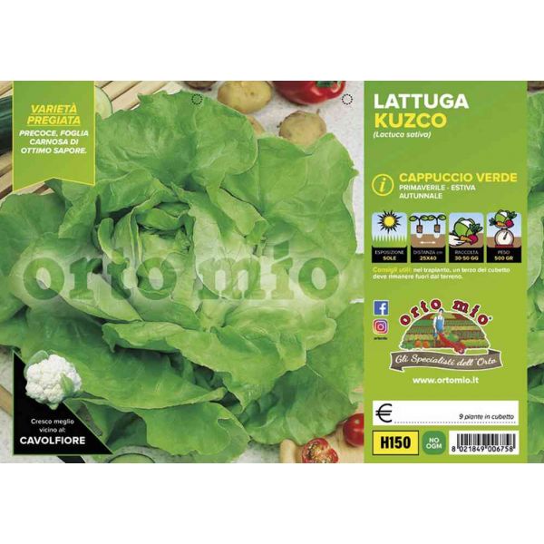 lattuga-cappuccio-kuzco-verde-8021849006758