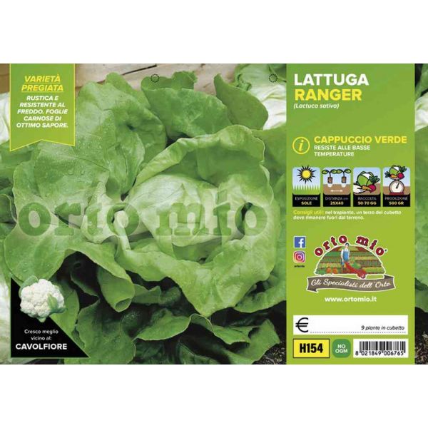 lattuga-cappuccio-ranger-verde-8021849006765