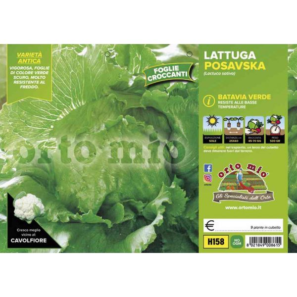 lattuga-batavia-posavka-verde-8021849008615