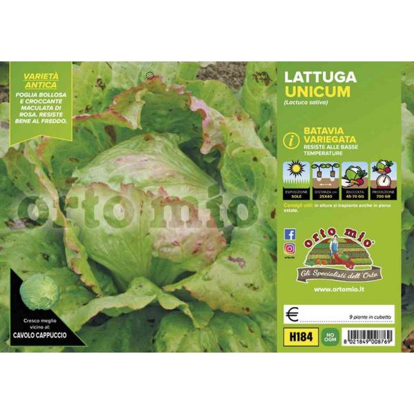 lattuga-batavia-unicum-variegata-8021849008769