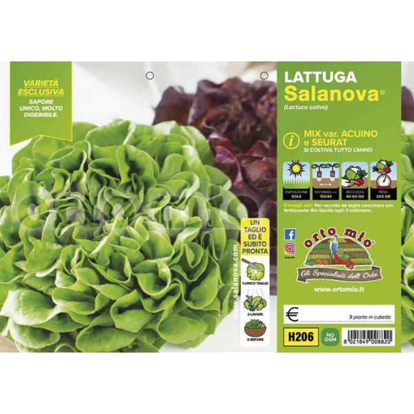 lattuga-salanova-liscia-acuino-e-seurat-8021849008820