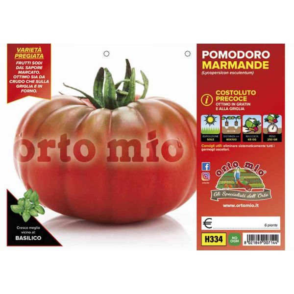 pomodoro-costoluto-marmande-8021849007144