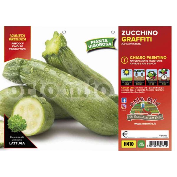 zucchino-chiaro-faentino-8021849007311