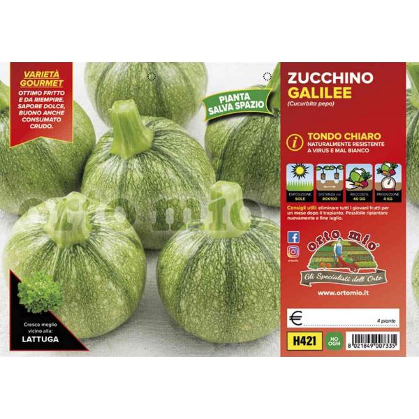zucchino-tondo-chiaro-galilée-8021849007335
