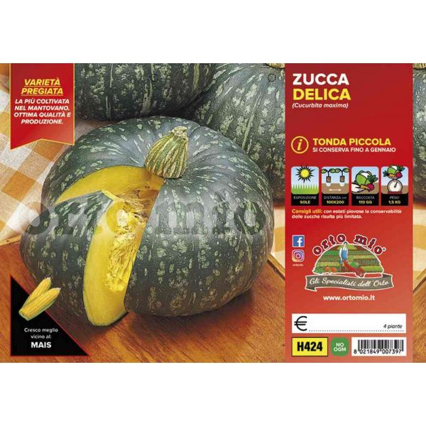 zucca-tonda-delica-8021849007397