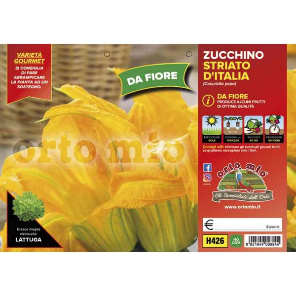 zucchino-da-fiore-striato-d'italia-8021849008844