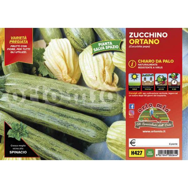 zucchino-chiaro-da-palo-ortano-8021849002644