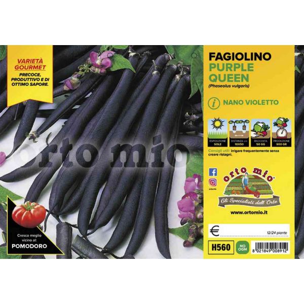 fagiolino-nano-viola-p.queen-8021849008912