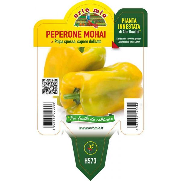 peperone-innestato-giallo-mohai-8021849020044
