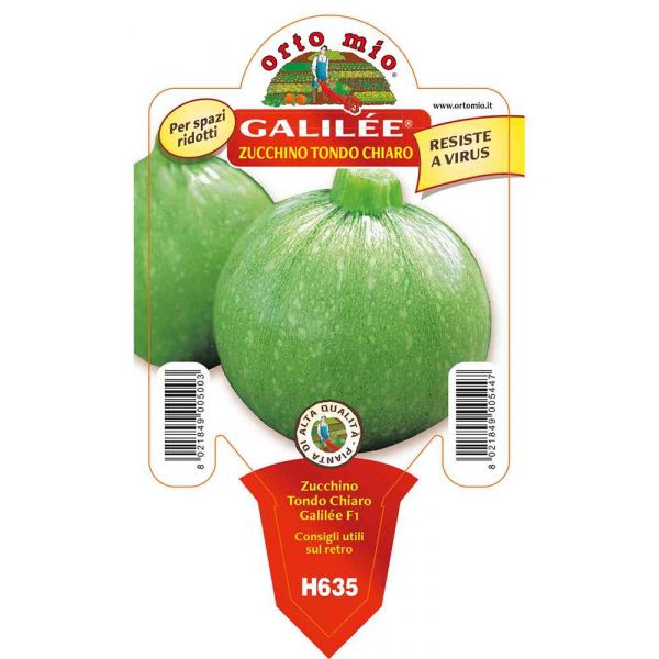 zucchino-tondo-galilée-8021849005447