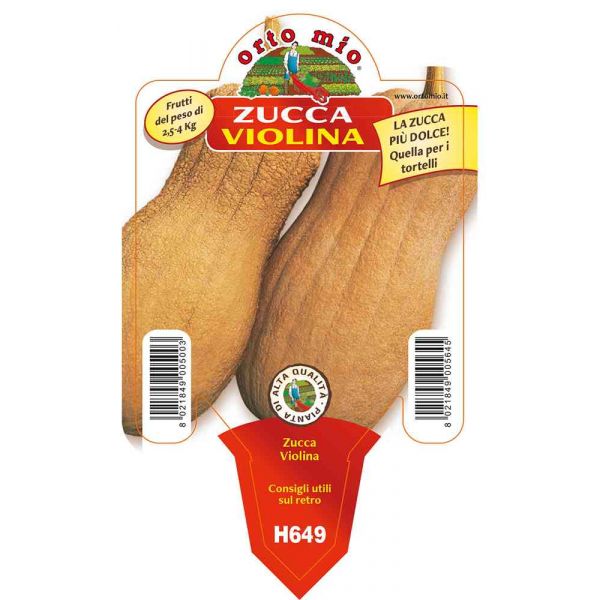 zucca-violina-8021849005645