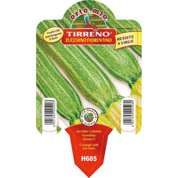 zucchino-costoluto-fiorentino-8021849005980