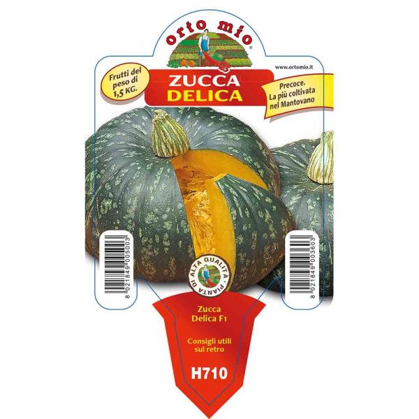 zucca-tonda-varietà-delica-8021849003603