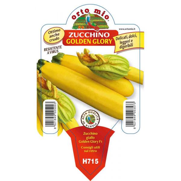 zucchino-giallo-golden-glory-8021849003573