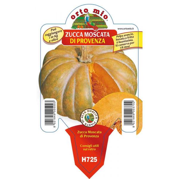 zucca-moscata-di-provenza-8021849003702