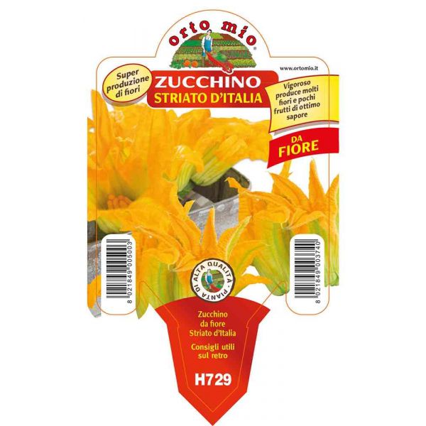 zucchino-da-fiore-striato-ita-8021849003740