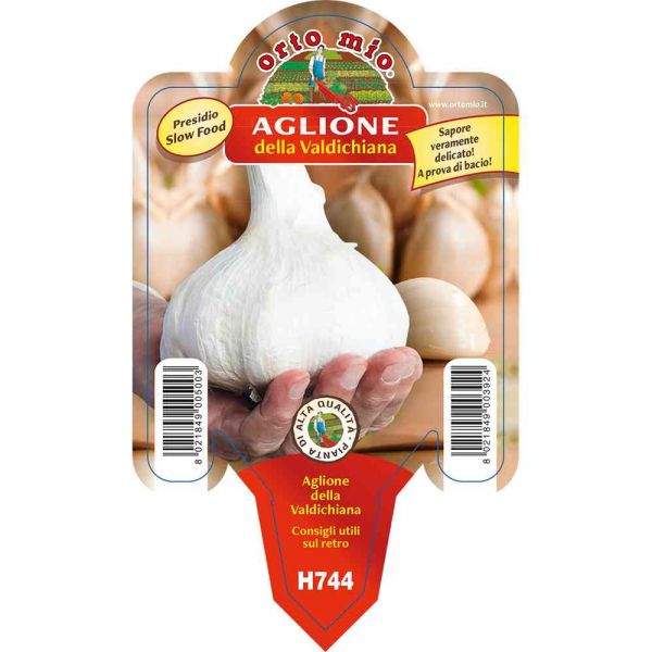 Piantina di Aglione Della Val Di Chiana | Agricolashop | AgricolaShop