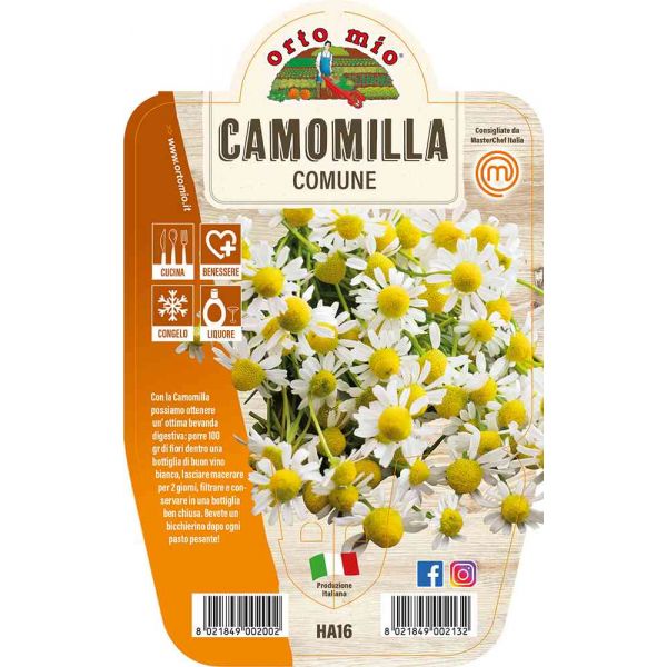 camomilla-comune-8021849002132