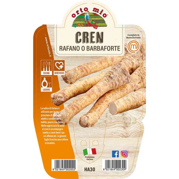 Piantina di Rafano Cren O Barbaforte