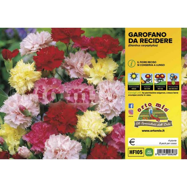 fiori-recidere-garofano-8021849008288