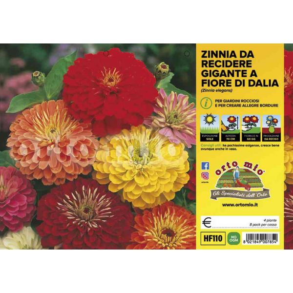 fiori-recidere-zinnia-8021849007854