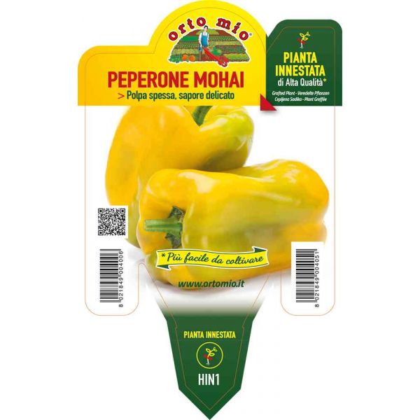 peperone-innestato-giallo-mohai-8021849004051