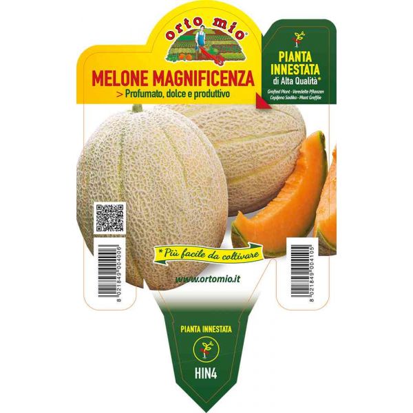 melone-innestato-retato-magnificenza-8021849004105