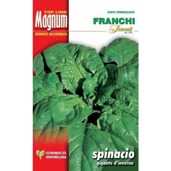Spinac-gigante-invierno-Magnum
