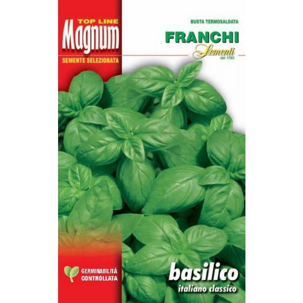 Basilico-italiano-Classico-Magnum