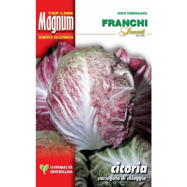 Cicoria-viariegata-di-Chioggia-Magnum