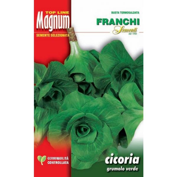 Cicoria-grumolo-verde-Magnum