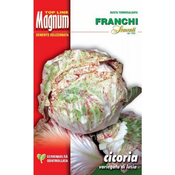 Cicoria-variegata-lusia-Magnum