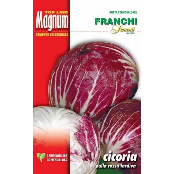 Cicoria-Rossa-Chioggia-6-tard-Magnum