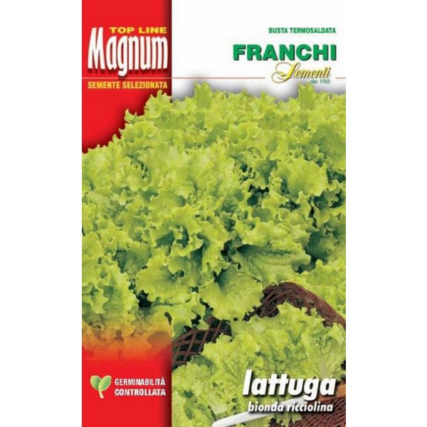 Lattuga-biond-ricciolina-Magnum