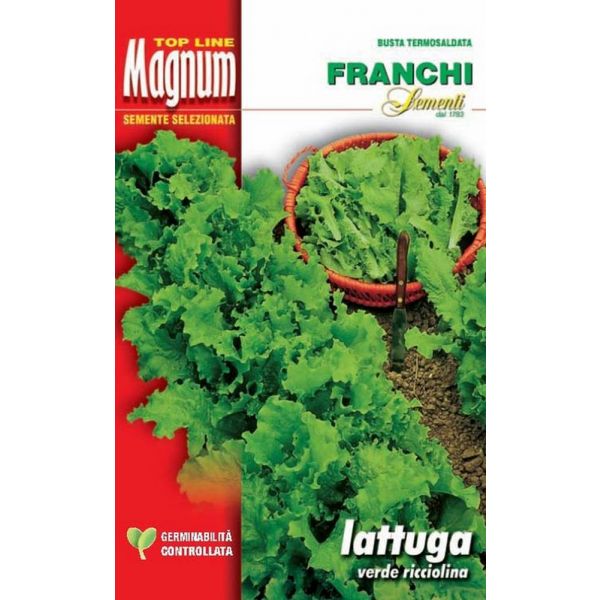 Lattuga-verde-ricciolina-Magnum