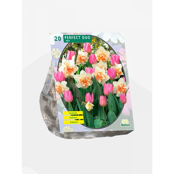 narcisi-tulipani-bulbi