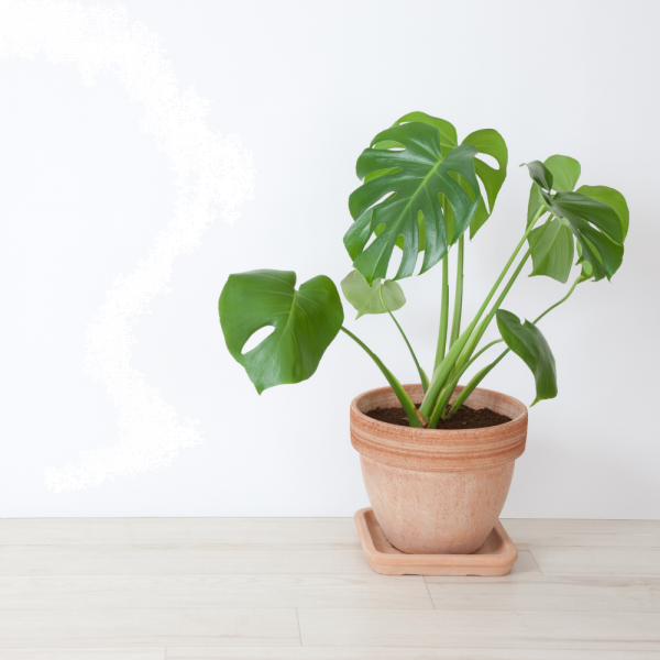 Philodendron  v.17