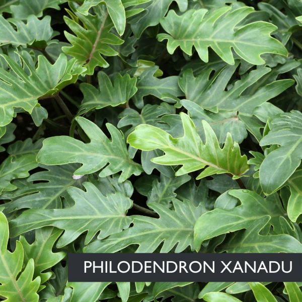 Filodendro (Philodendron) Ø17cm | Altezza 40-50 cm