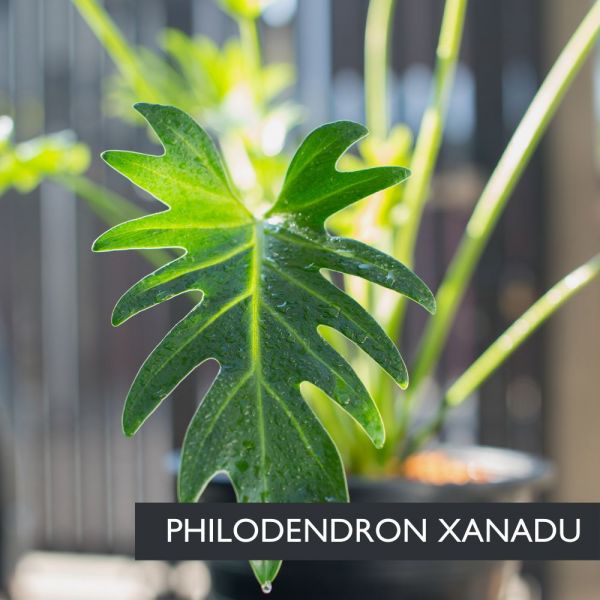 Filodendro (Philodendron) Ø17cm | Altezza 40-50 cm