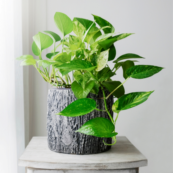 Pothos aurea mix v.17