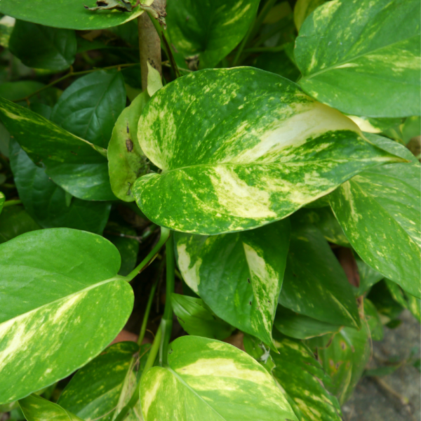 Pothos aurea mix v.17