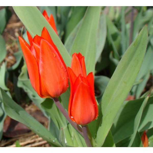 tulipani-tubergen
