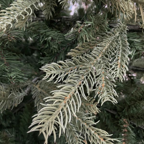 Verdon fir green