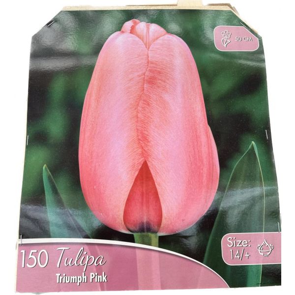 tulipani triumph pink
