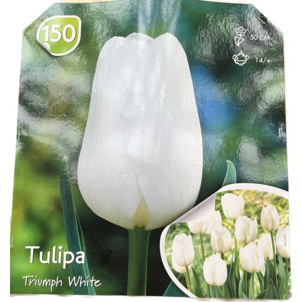 bulbi-tulipani-triumph-bianchi