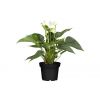 Anthurium mix v.12